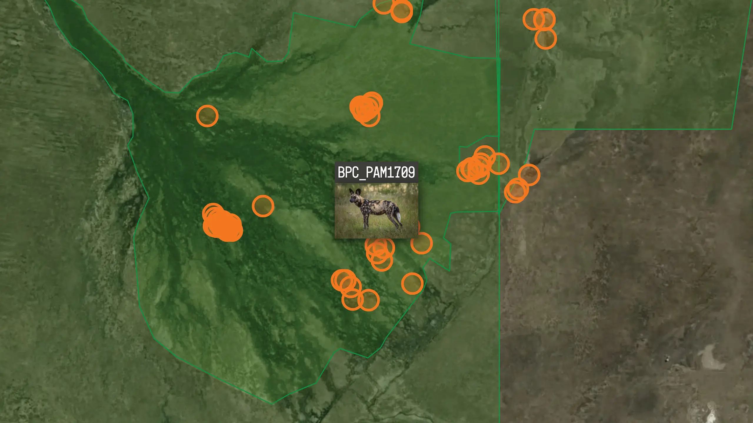 Map image with points showing the location of an African wild dog with the identification as BCP_PAM1709
