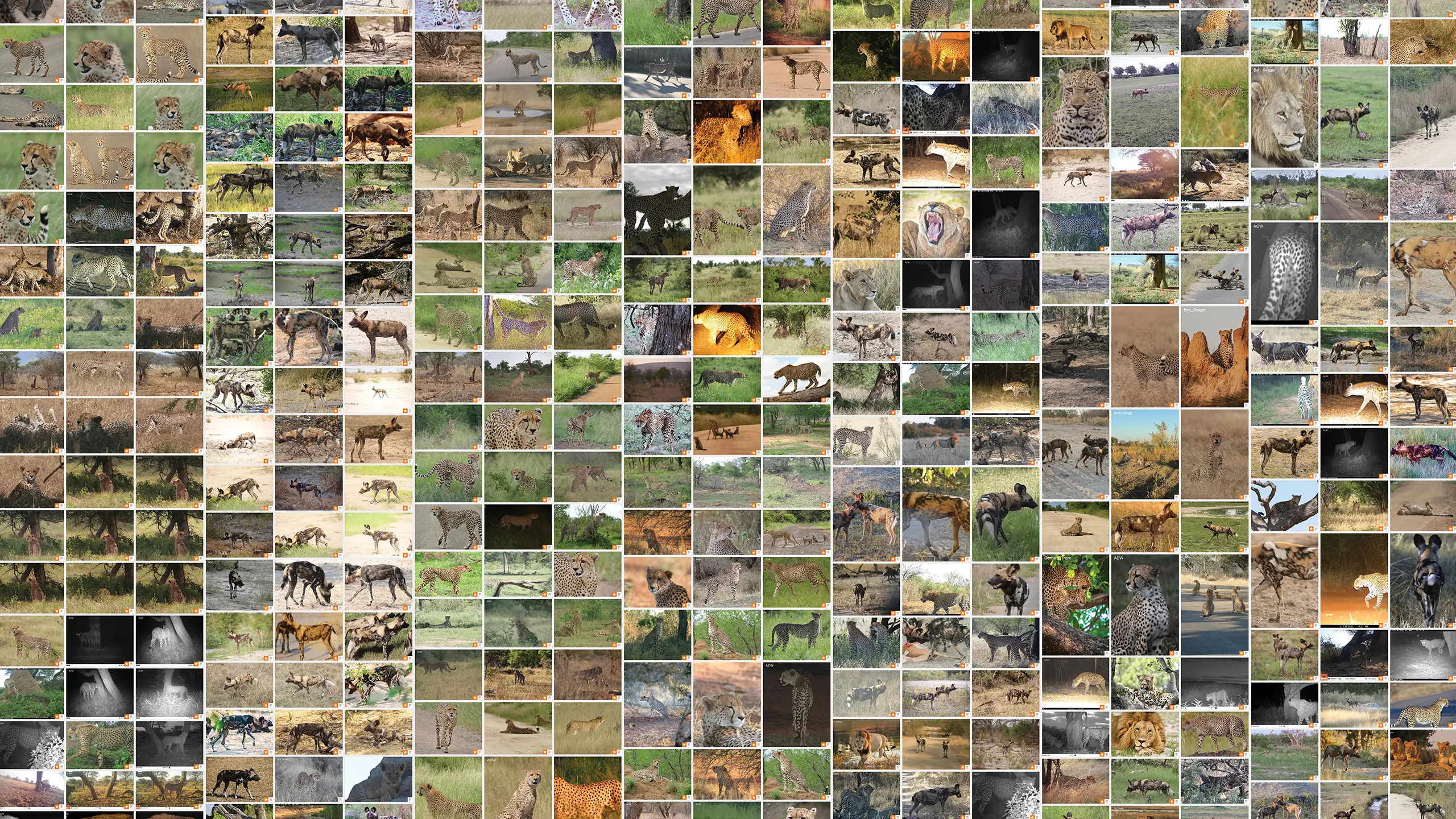 A full collection of images from the African Carnivore Wildbook image gallery