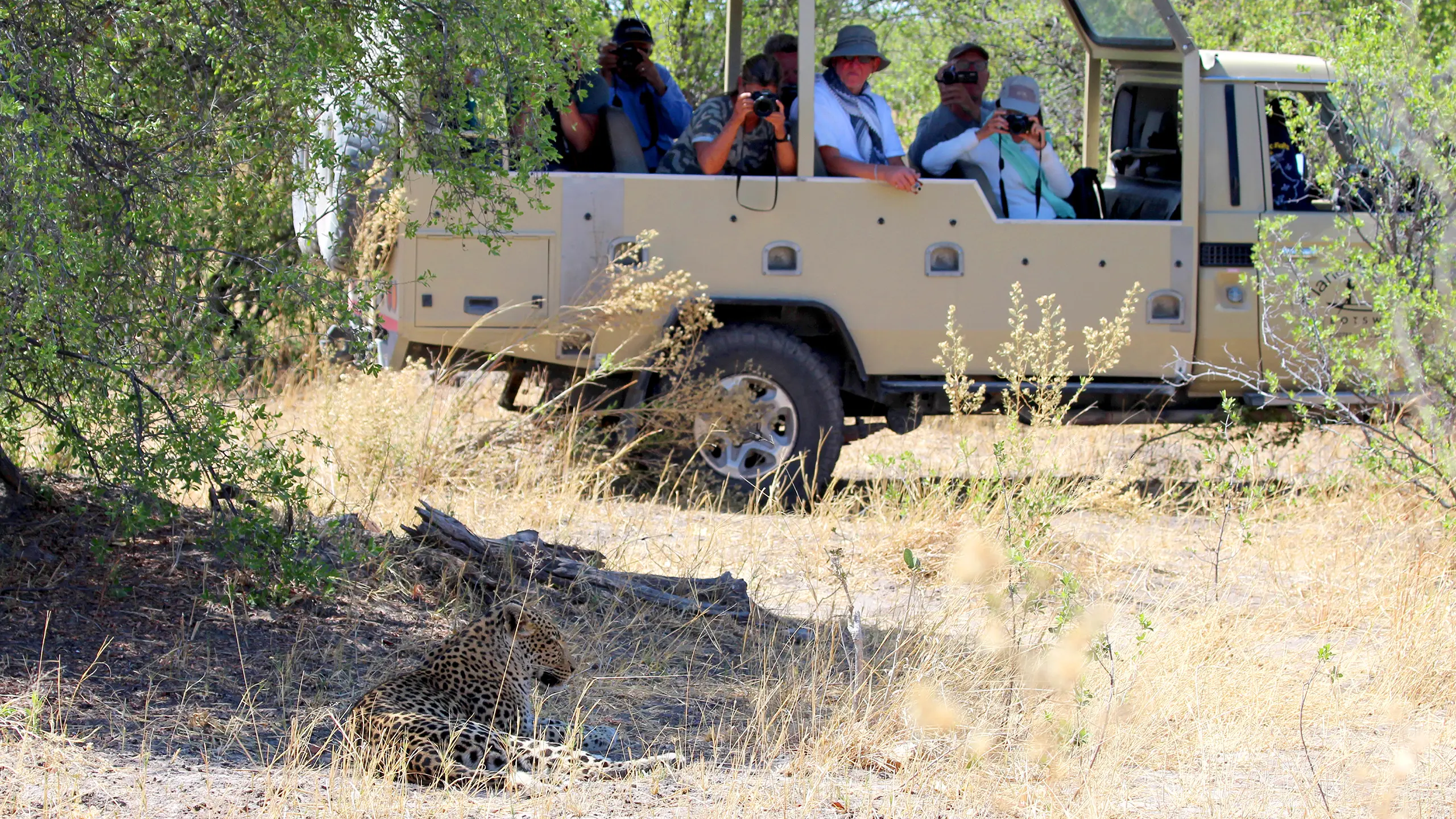A leopard lying down in the shade of a tree with a safari vehicle in the background