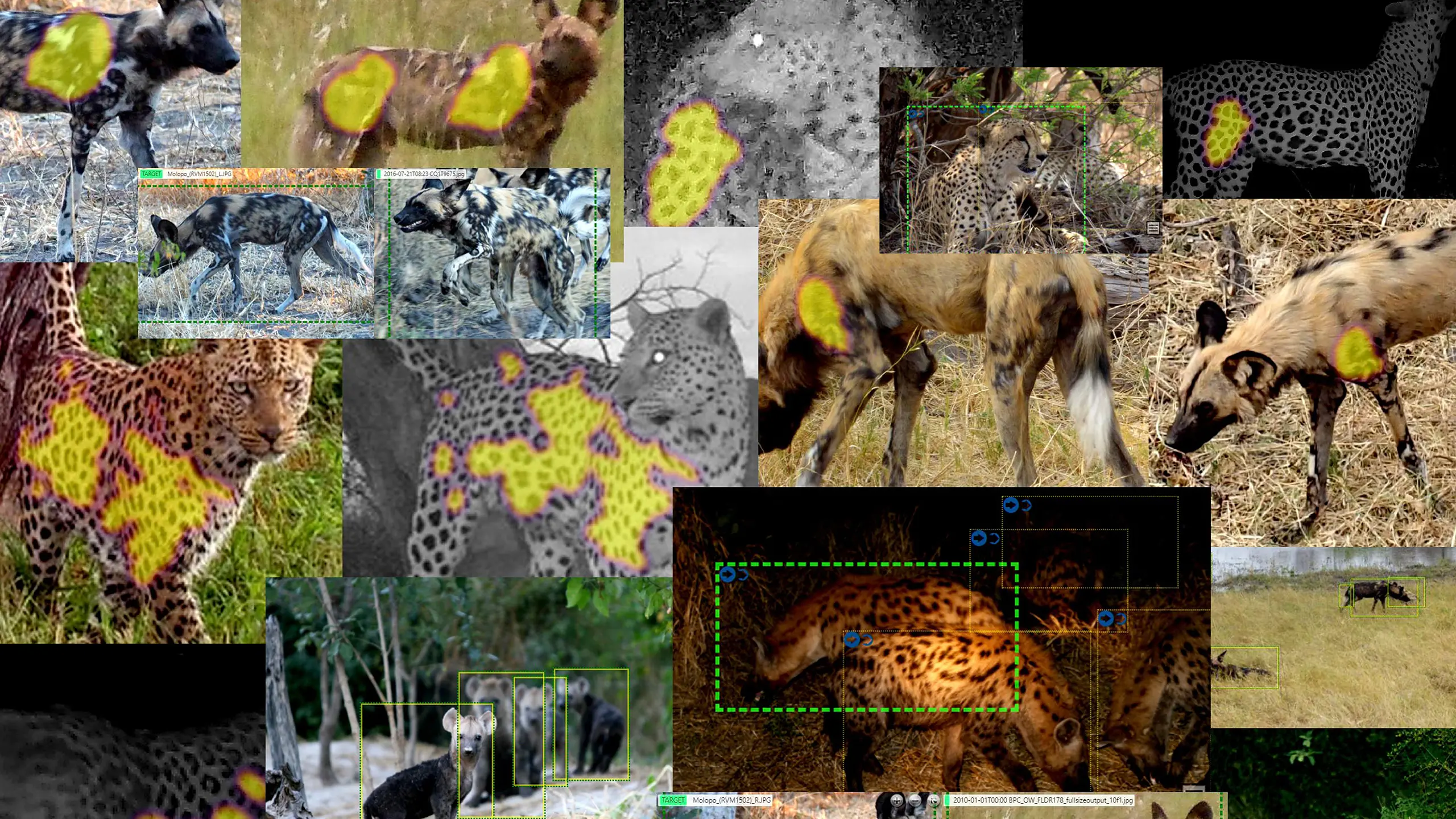 A collage of screenshots provided to track animals within the African Carnivore Wildbook
